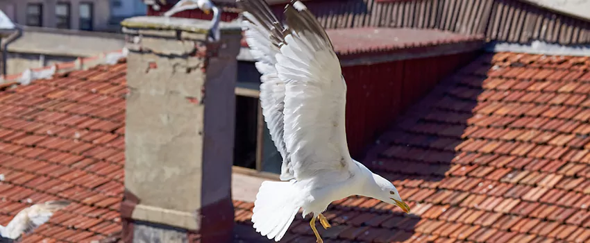 Residential Chimney Animal Removal Solution in Conroe, TX