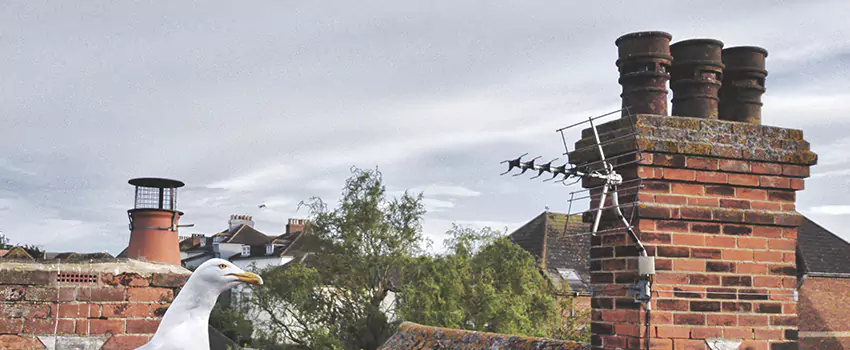 Chimney Cleaning And Restoration in Conroe, Texas
